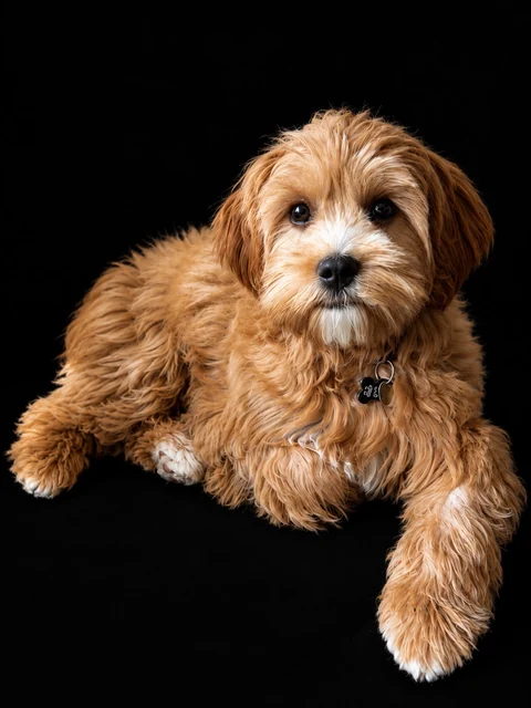 Ted, de kantoorhond van TopCare